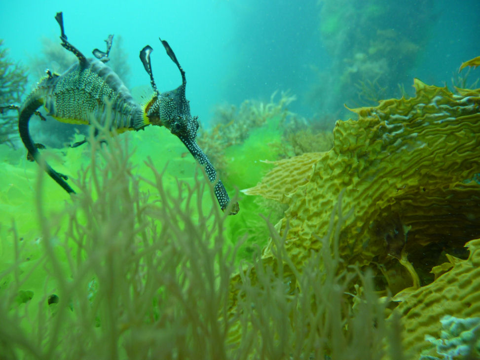 Weedy Sea Dragon (Phyllopteryx taeniolatus)