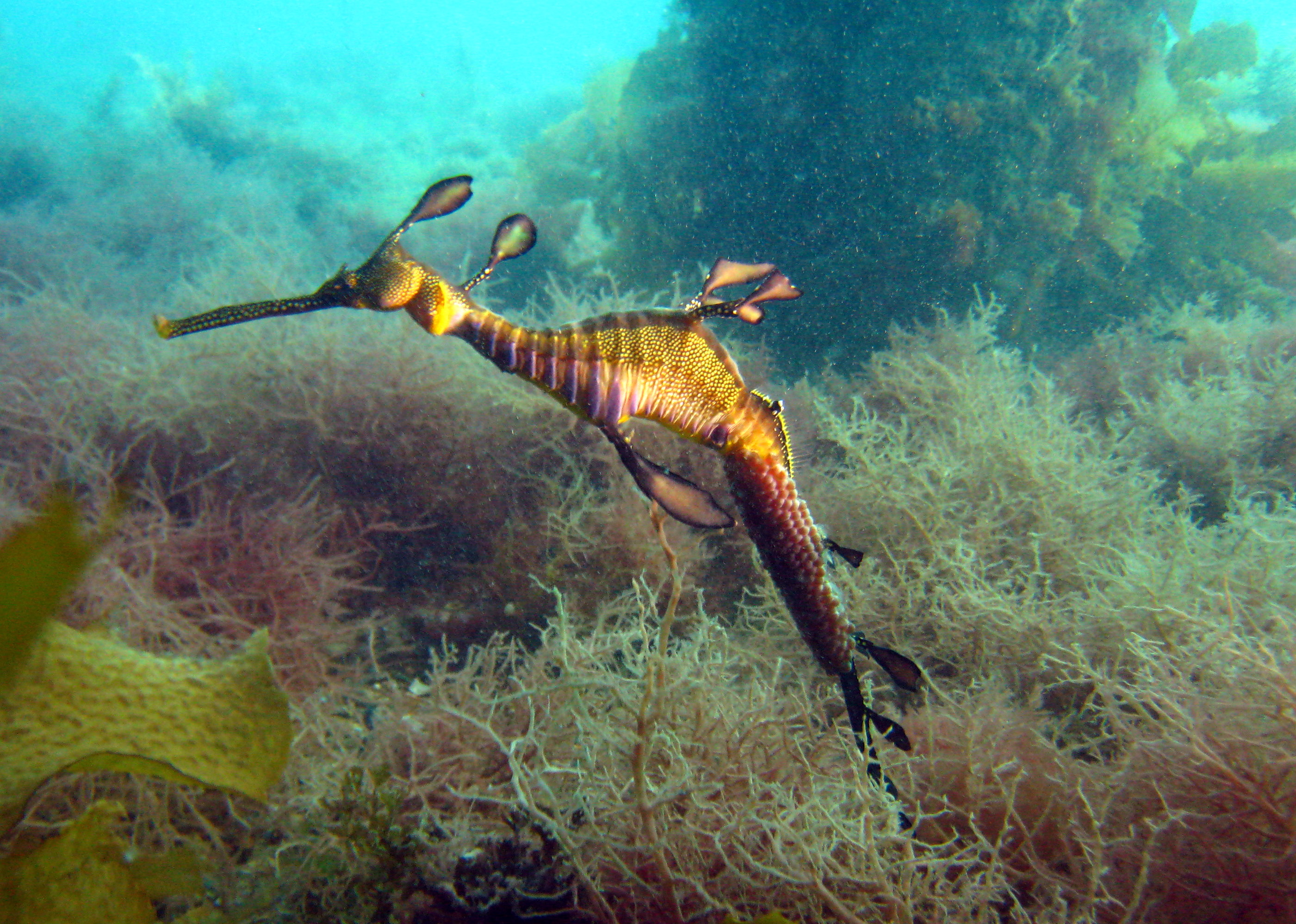 Weedy Sea Dragon