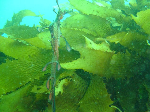 Weedy Sea Dragon