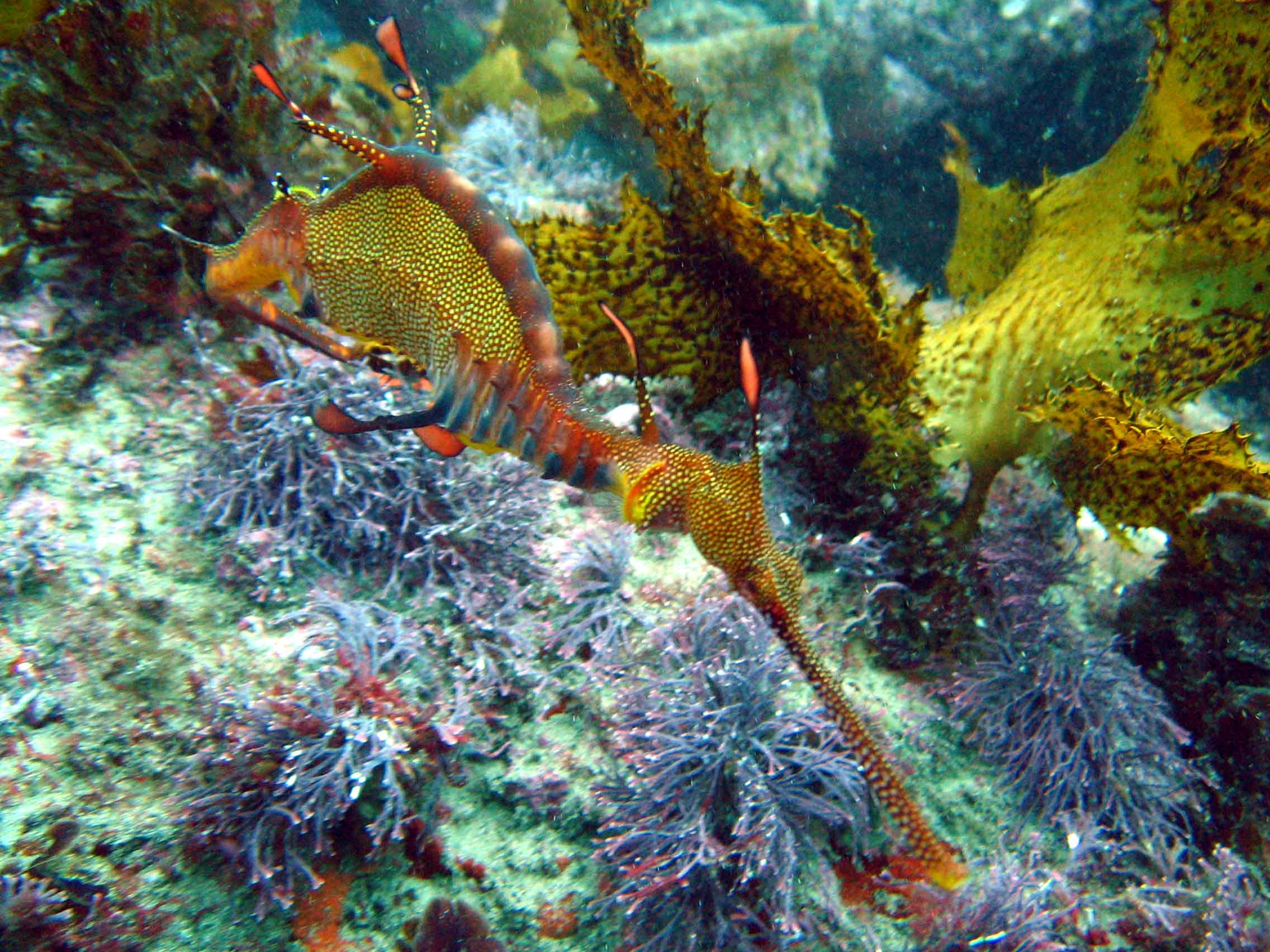 Weedy Seadragon