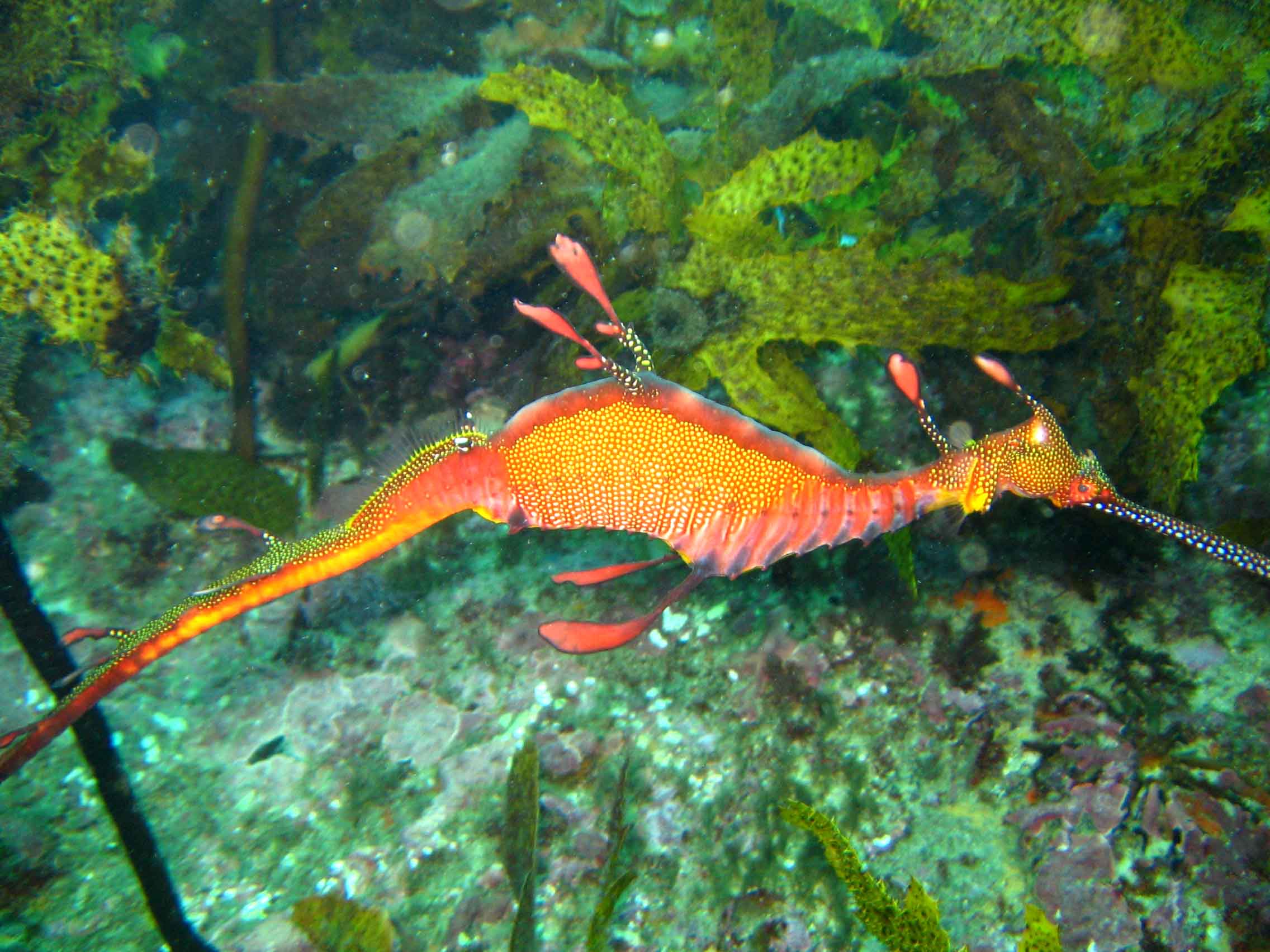 Weedy Seadragon