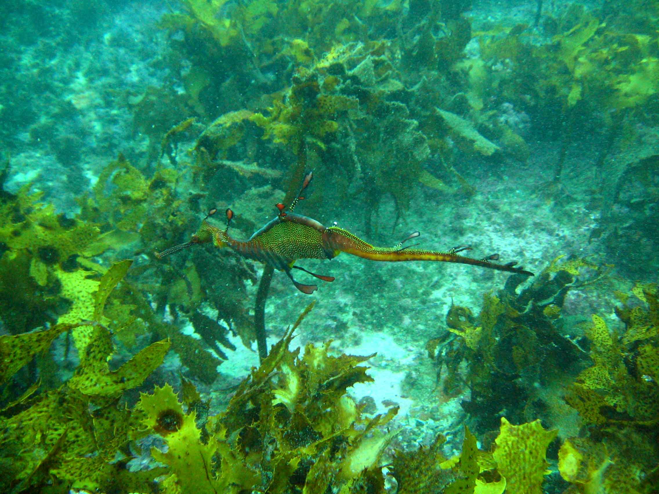 Weedy Seadragon