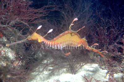 Weedy seadragon