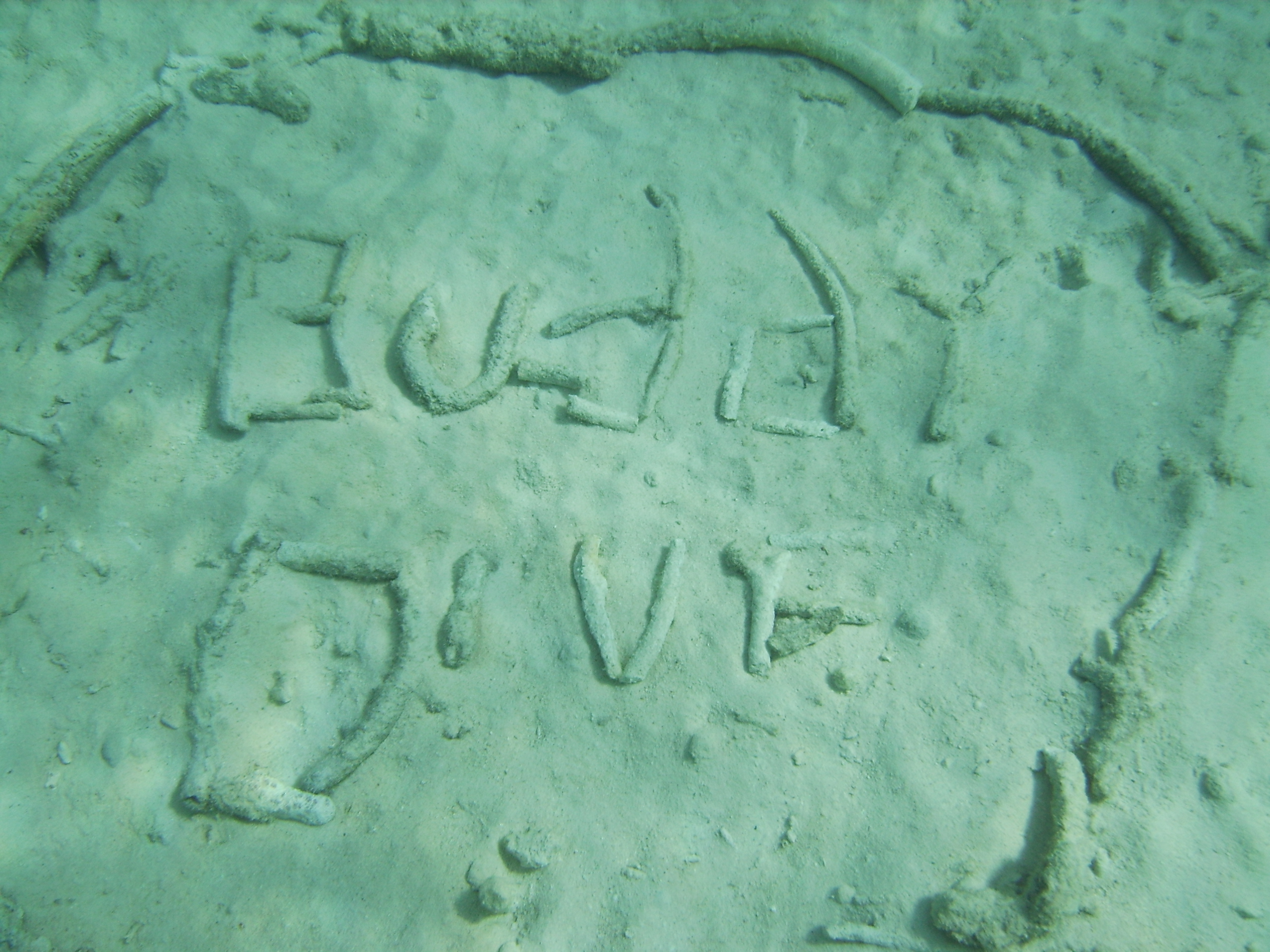 Welcome to Buddy Dive