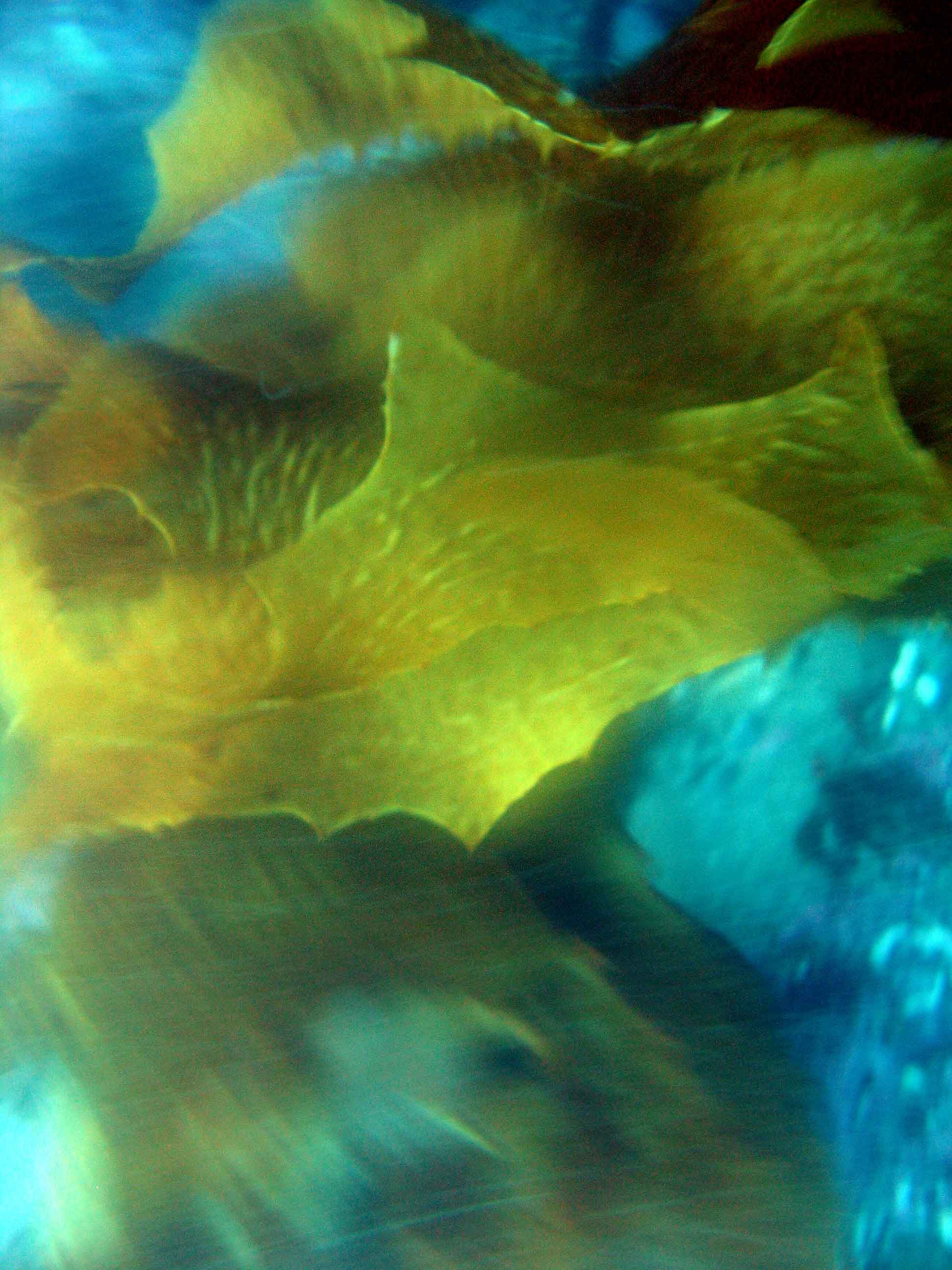 wellington kelp movement