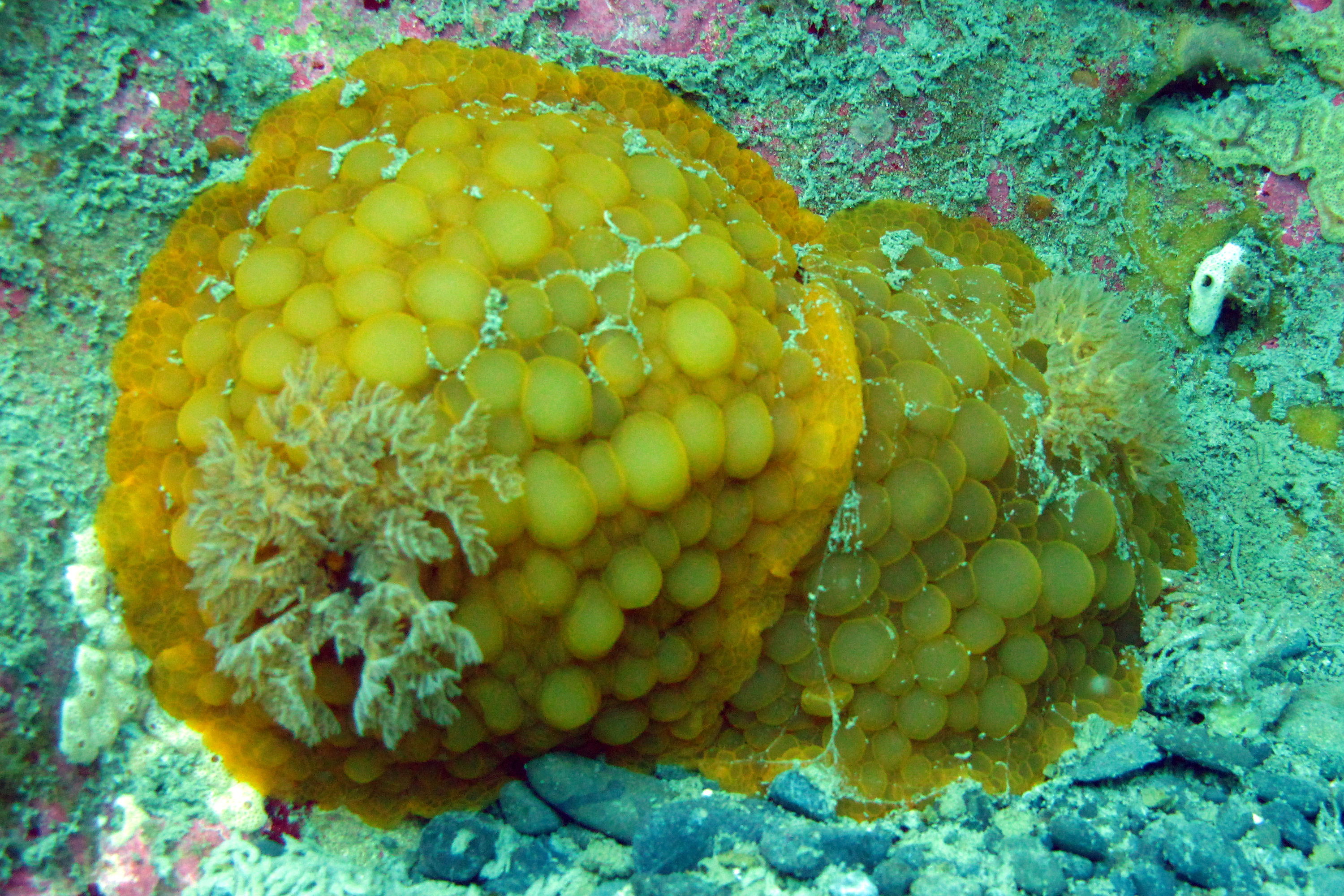 Wellington Nudi (Archidoris Wellingtonensis)