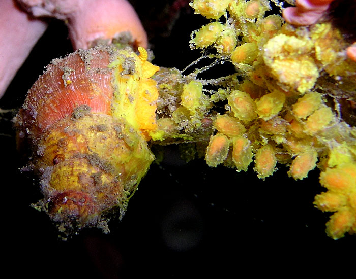 Wentletrap Snail and Eggs