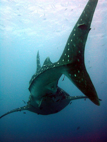 Whale Shark 04/28/05 Koh Tao