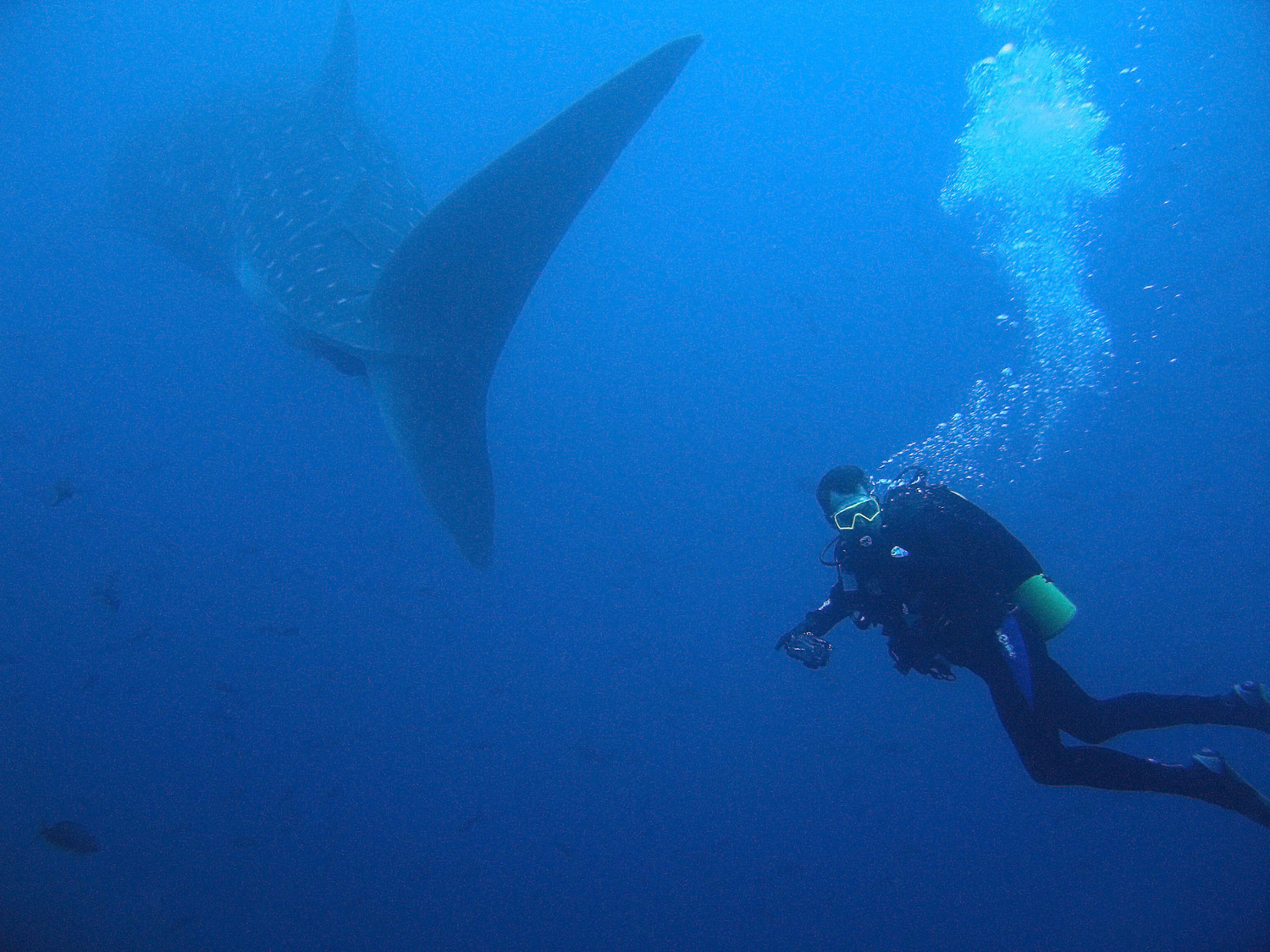 Whale Shark and Diver