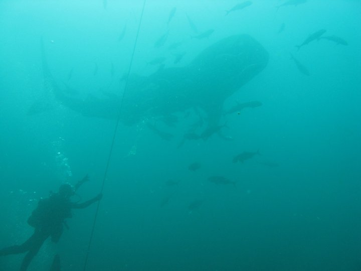 Whale Shark during deco