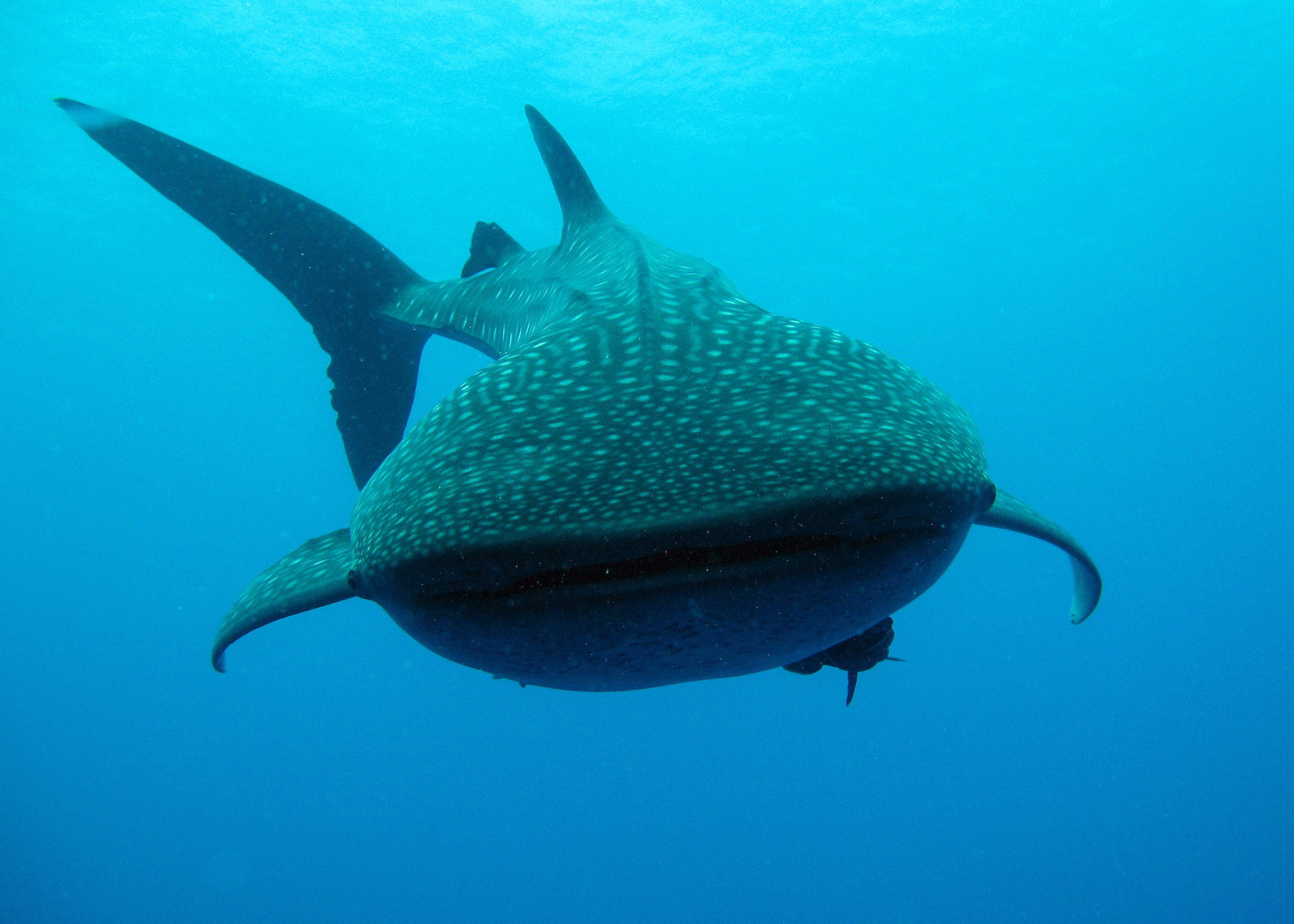 Whale Shark, Gladden Spit, Belize