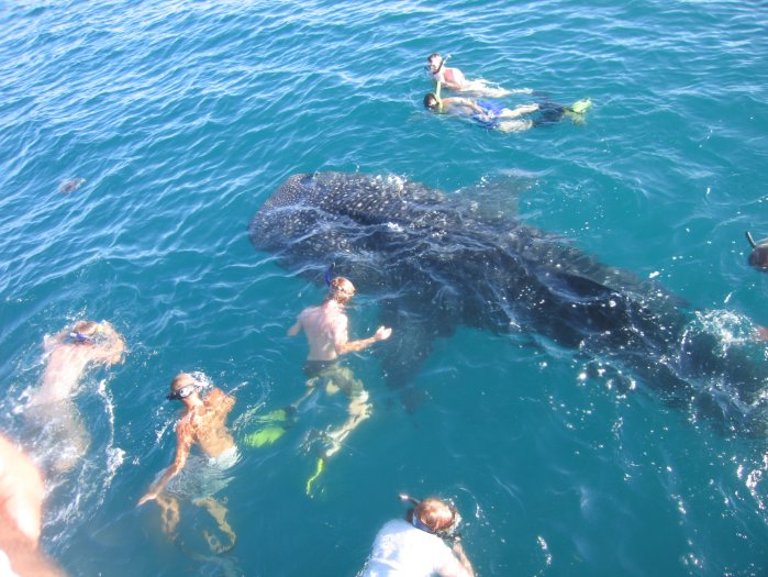 Whale shark in La Paz