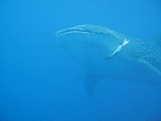 Whale Shark in Utila