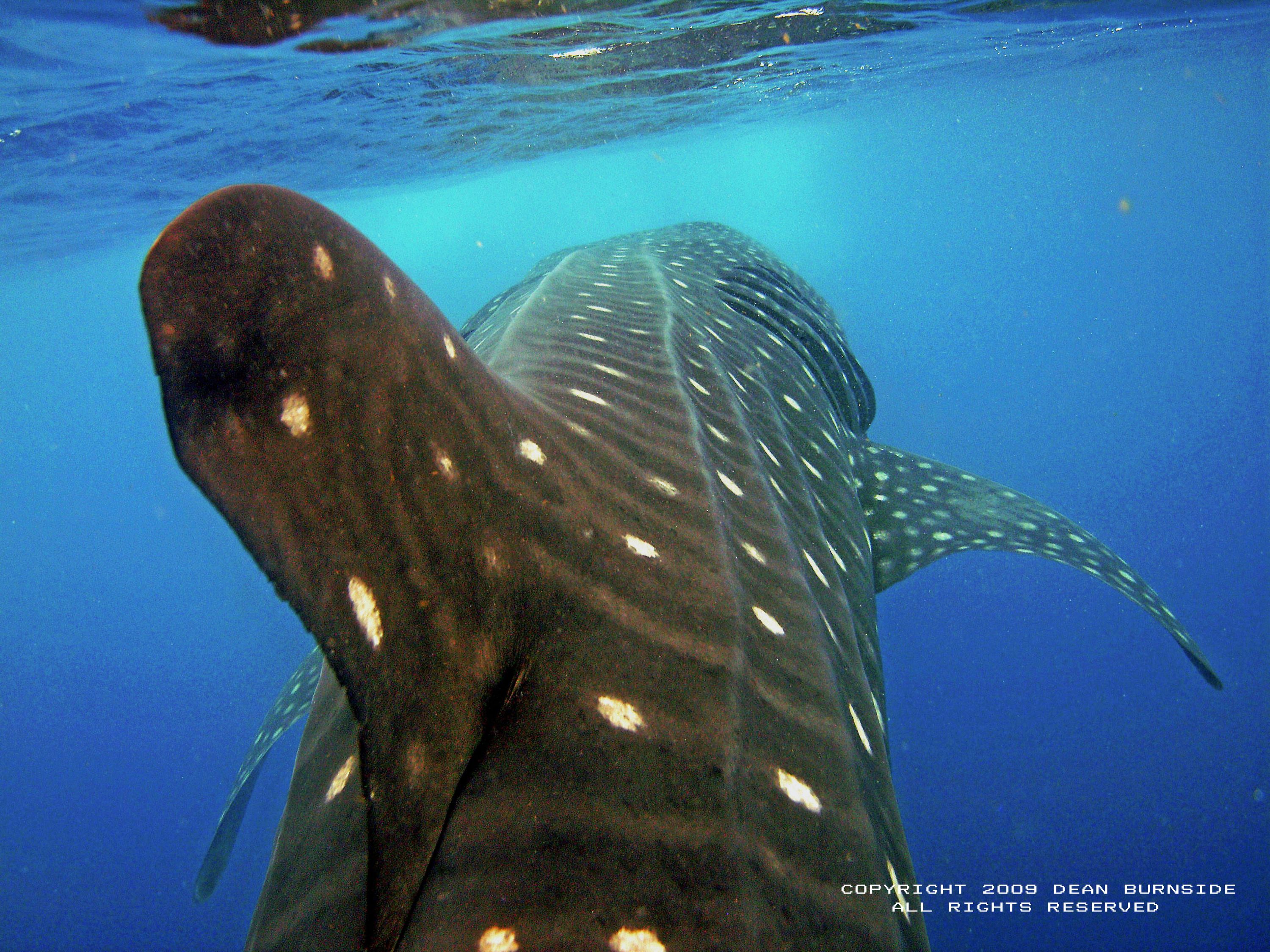 WHALE SHARK, ISLA DE MUJERES, MEXICO