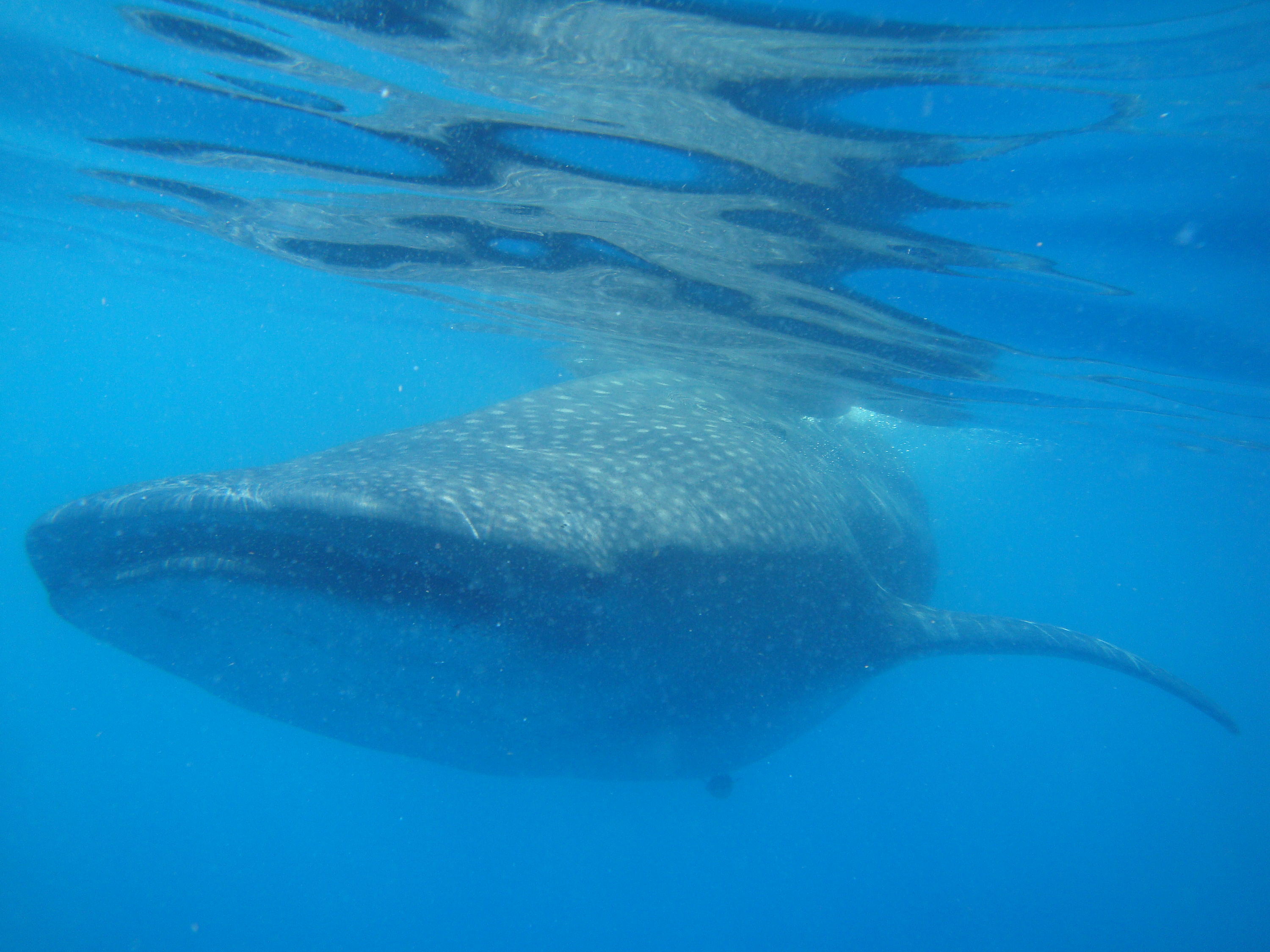 Whale Shark July 09