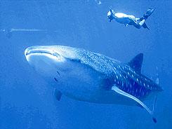 Whale shark north of kona