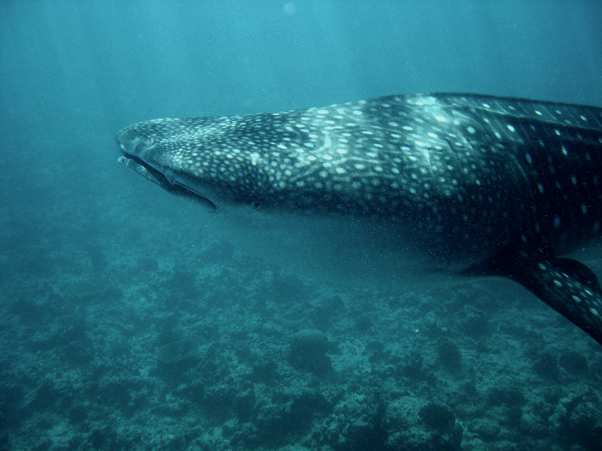 Whale Shark (Off Whale Shark Point Maldives)