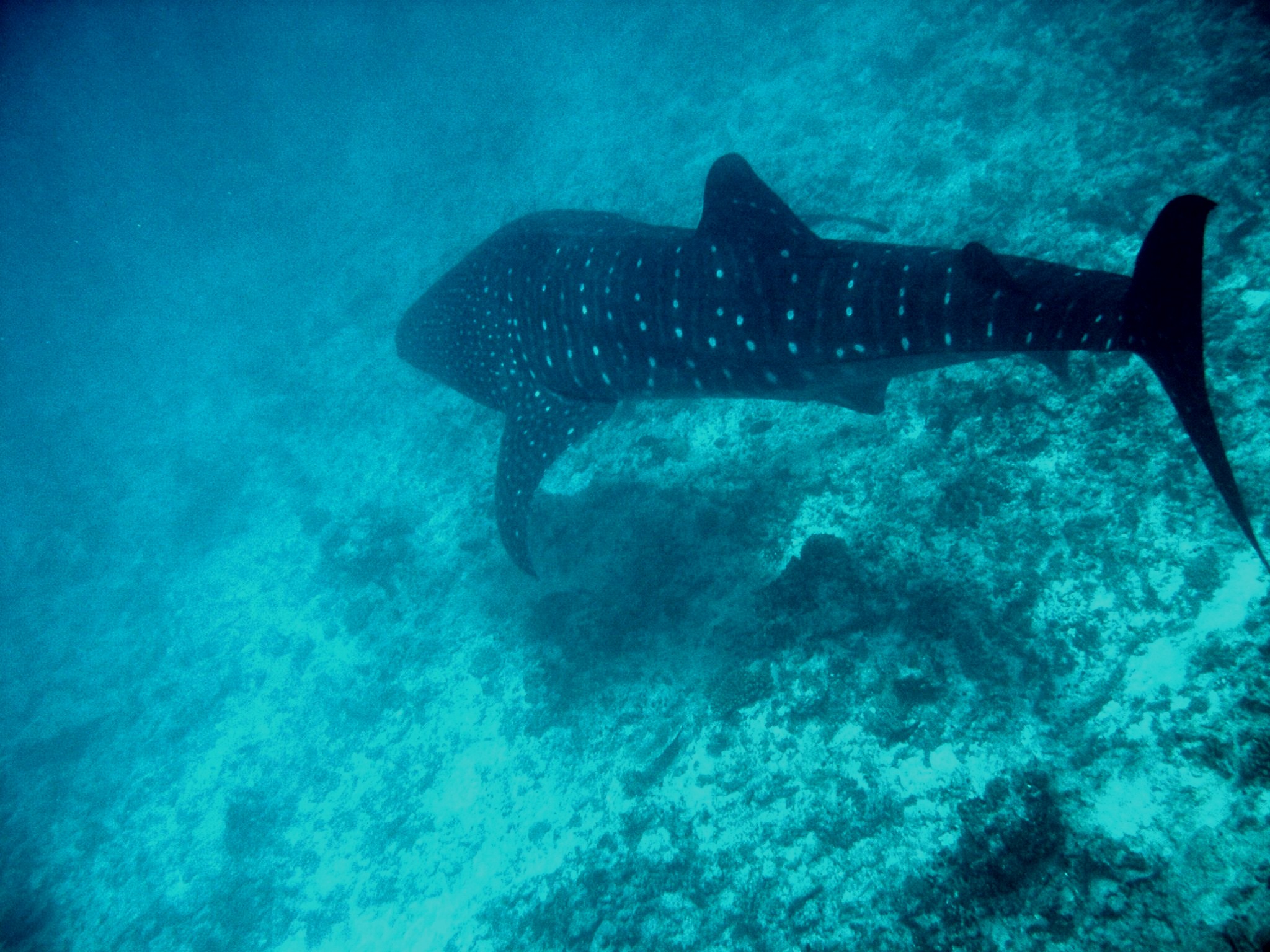 Whale Shark (Off Whale Shark Point Maldives)