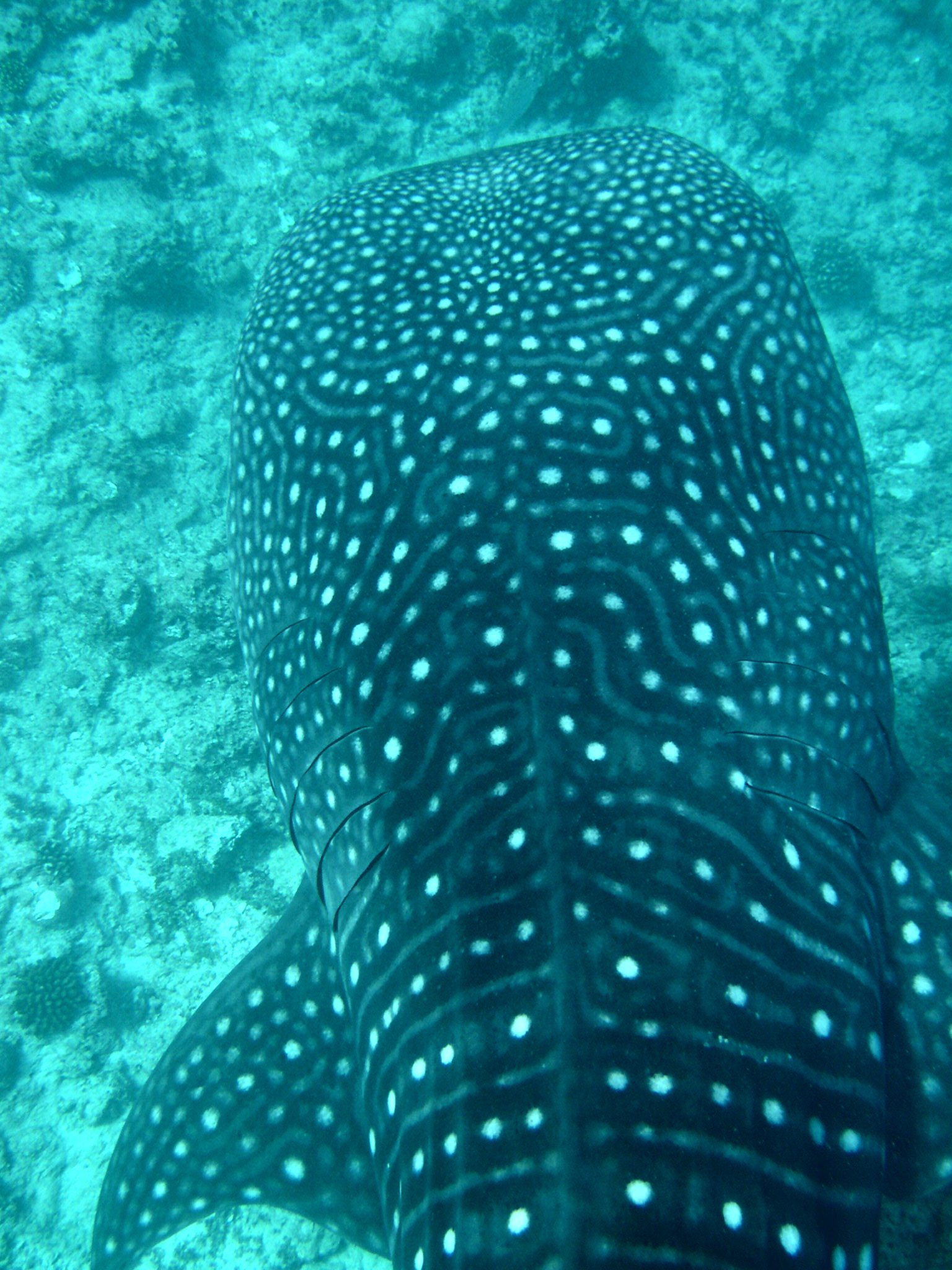 Whale Shark (Off Whale Shark Point Maldives)