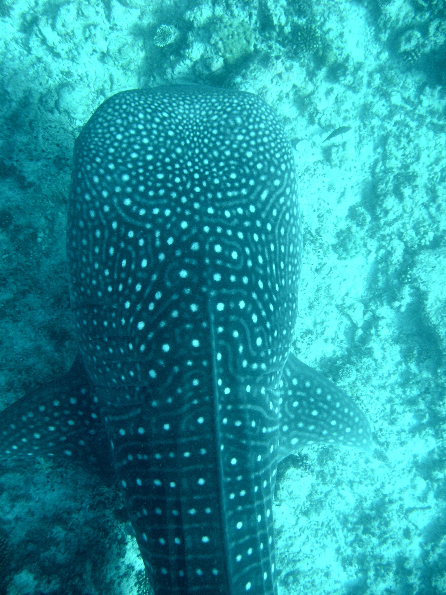 Whale Shark (Off Whale Shark Point Maldives)