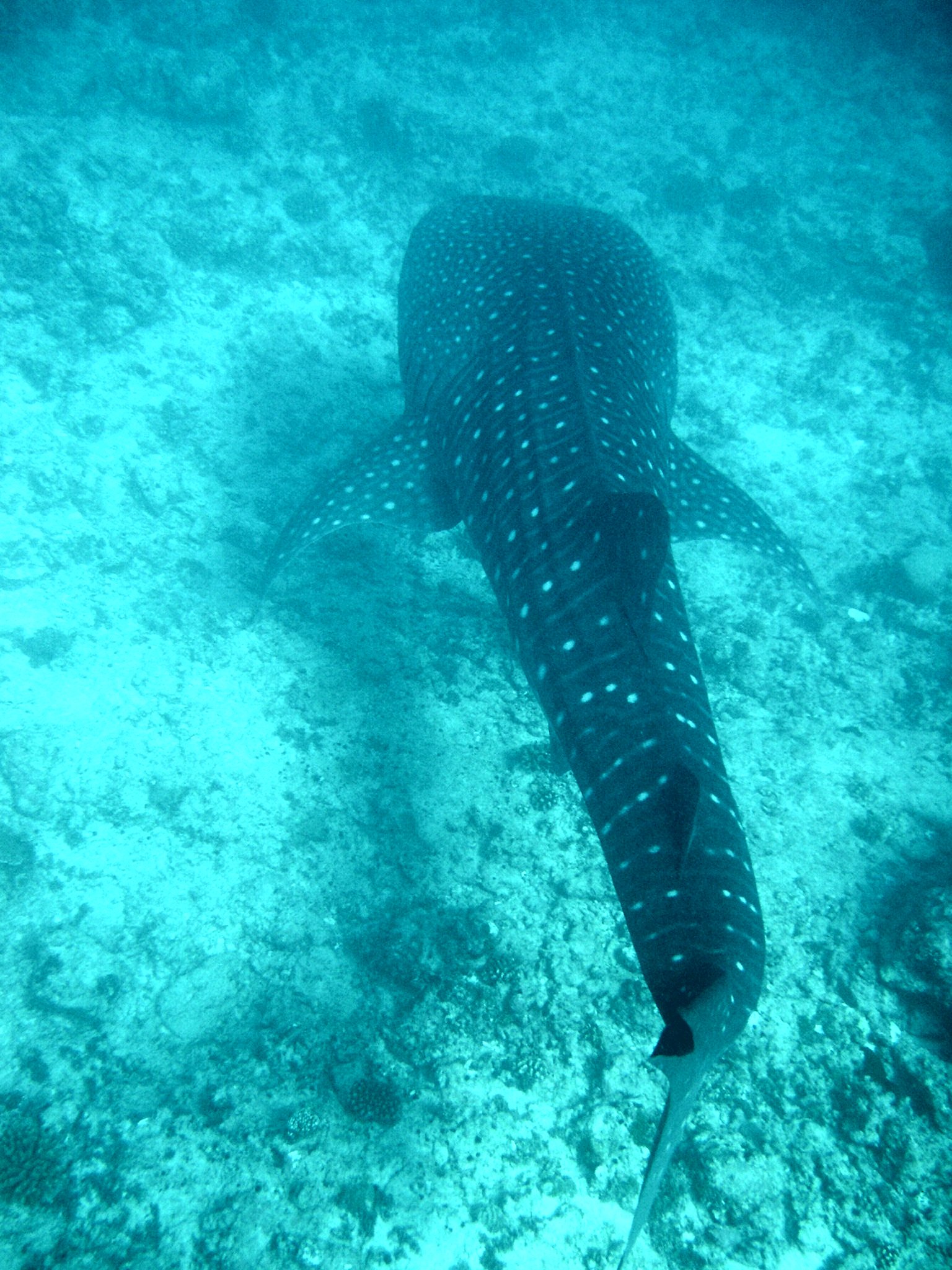 Whale Shark (Off Whale Shark Point Maldives)