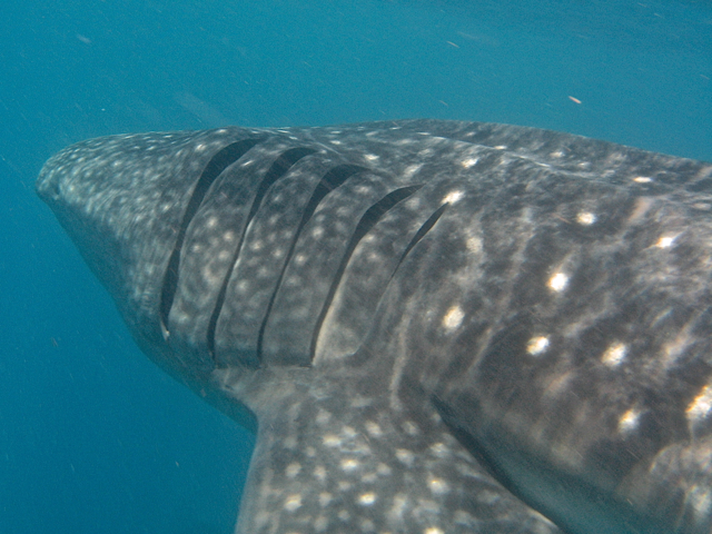 Whale shark on the move