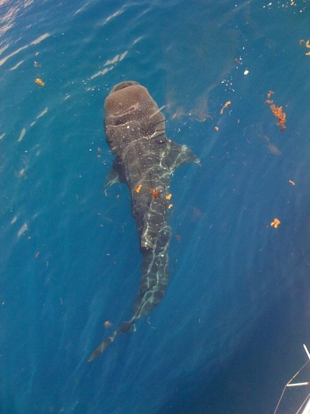 Whale Shark on the way to the dive site