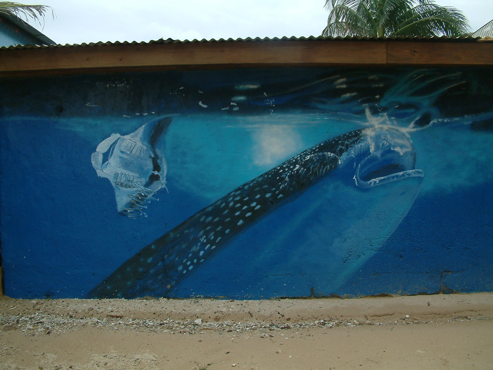 Whale Shark Sighting!