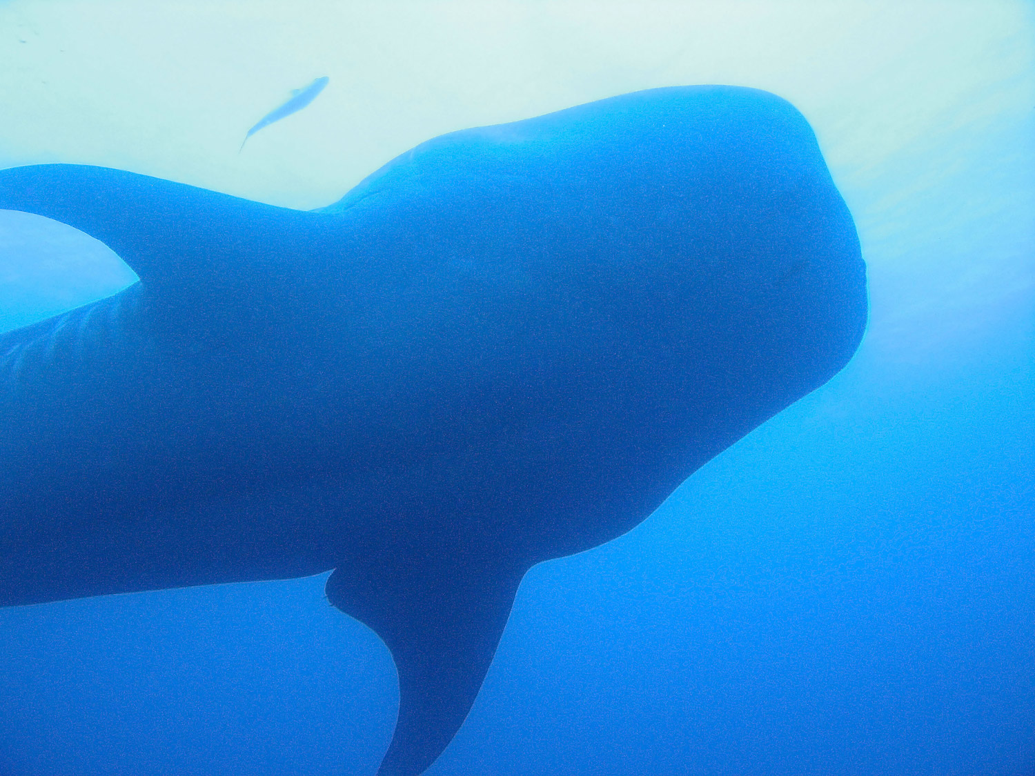 Whale Shark Silhoutte