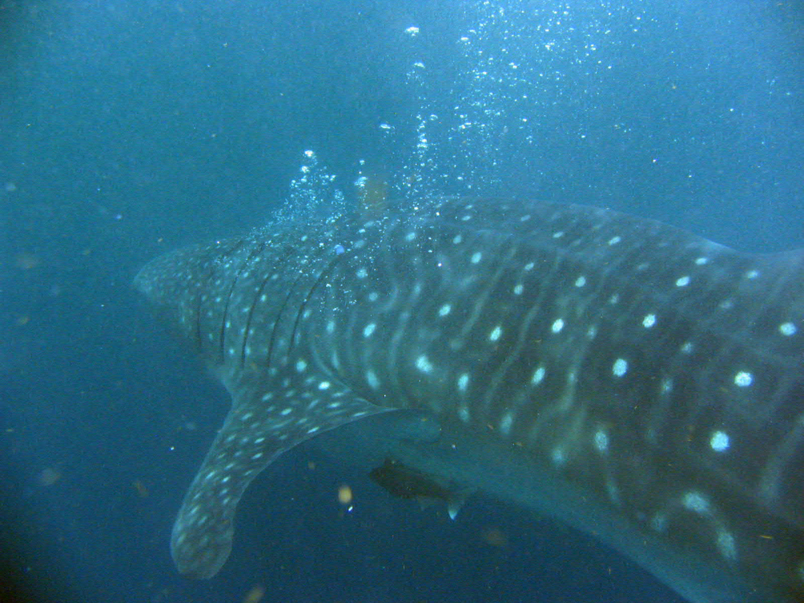 Whale shark, Utila Honduras,9/21/07