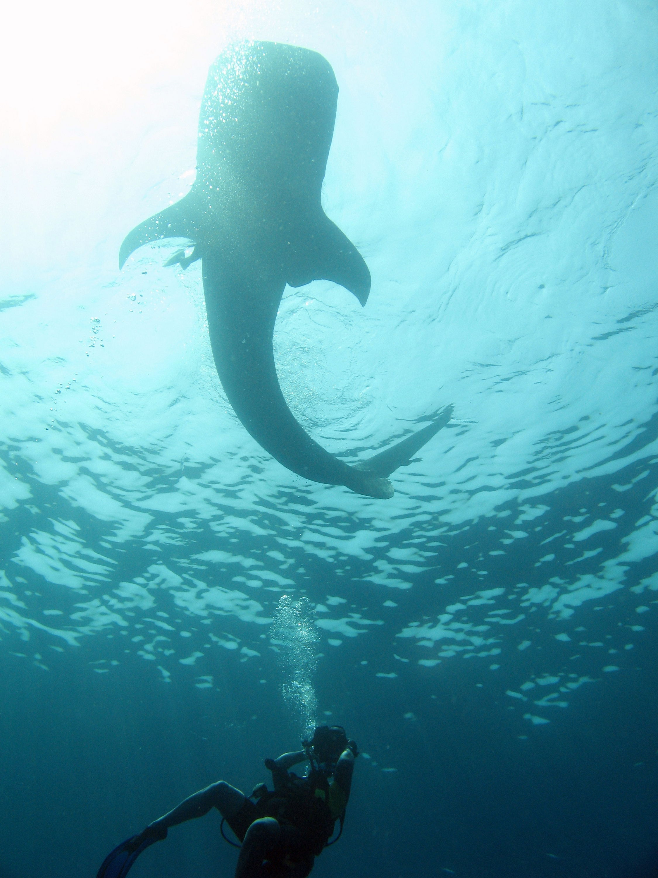 whale shark