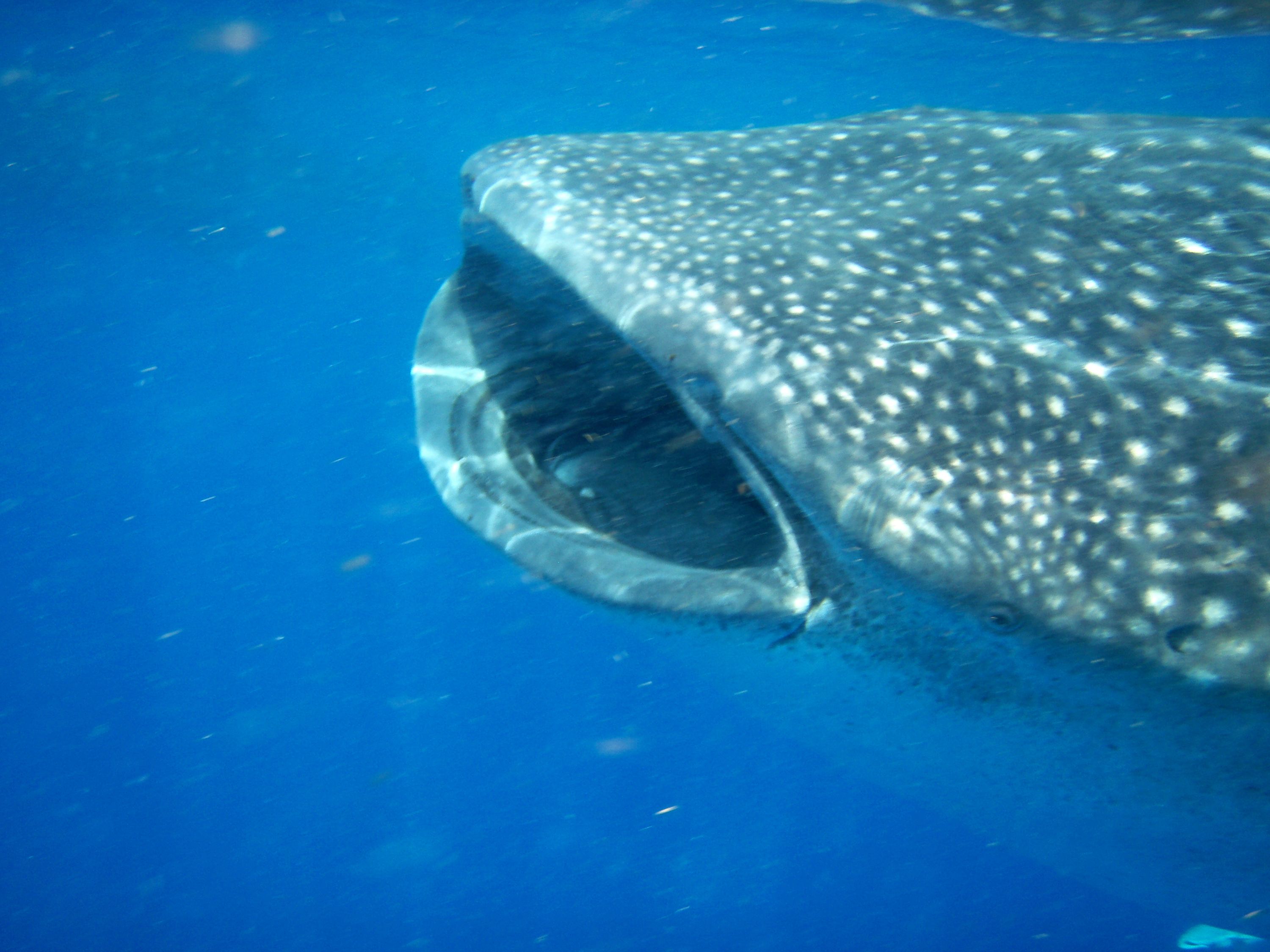 Whale Shark