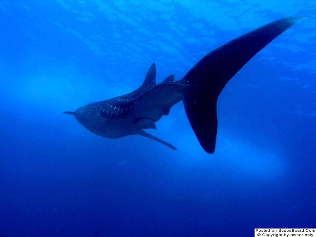 Whale Shark