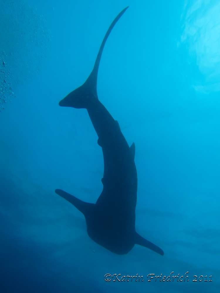 Whale shark