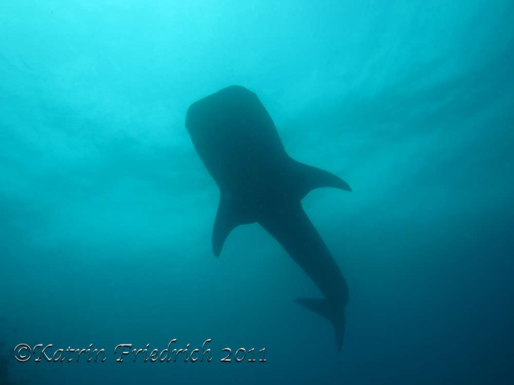 Whale shark