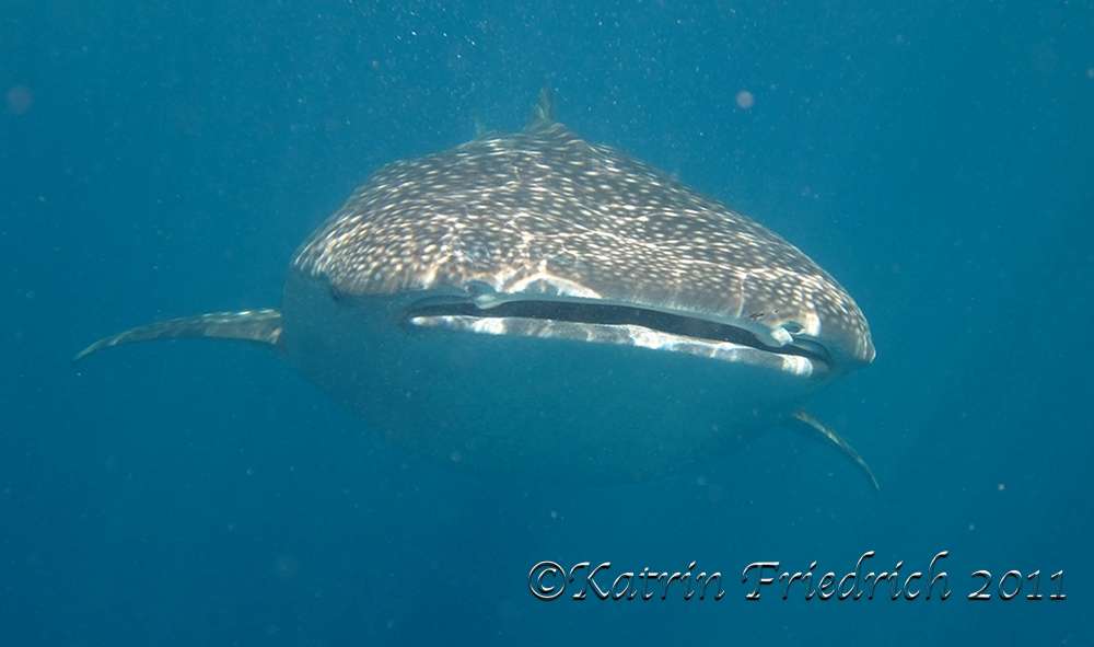 Whale shark