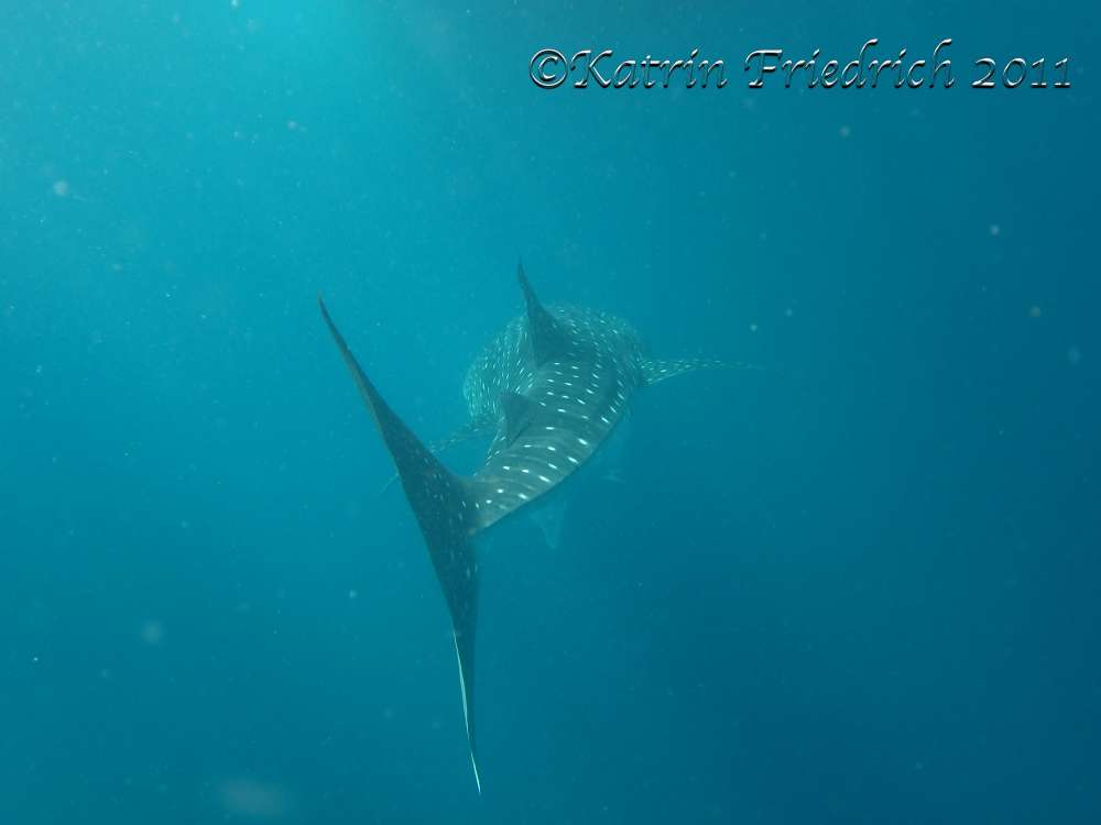 Whale shark