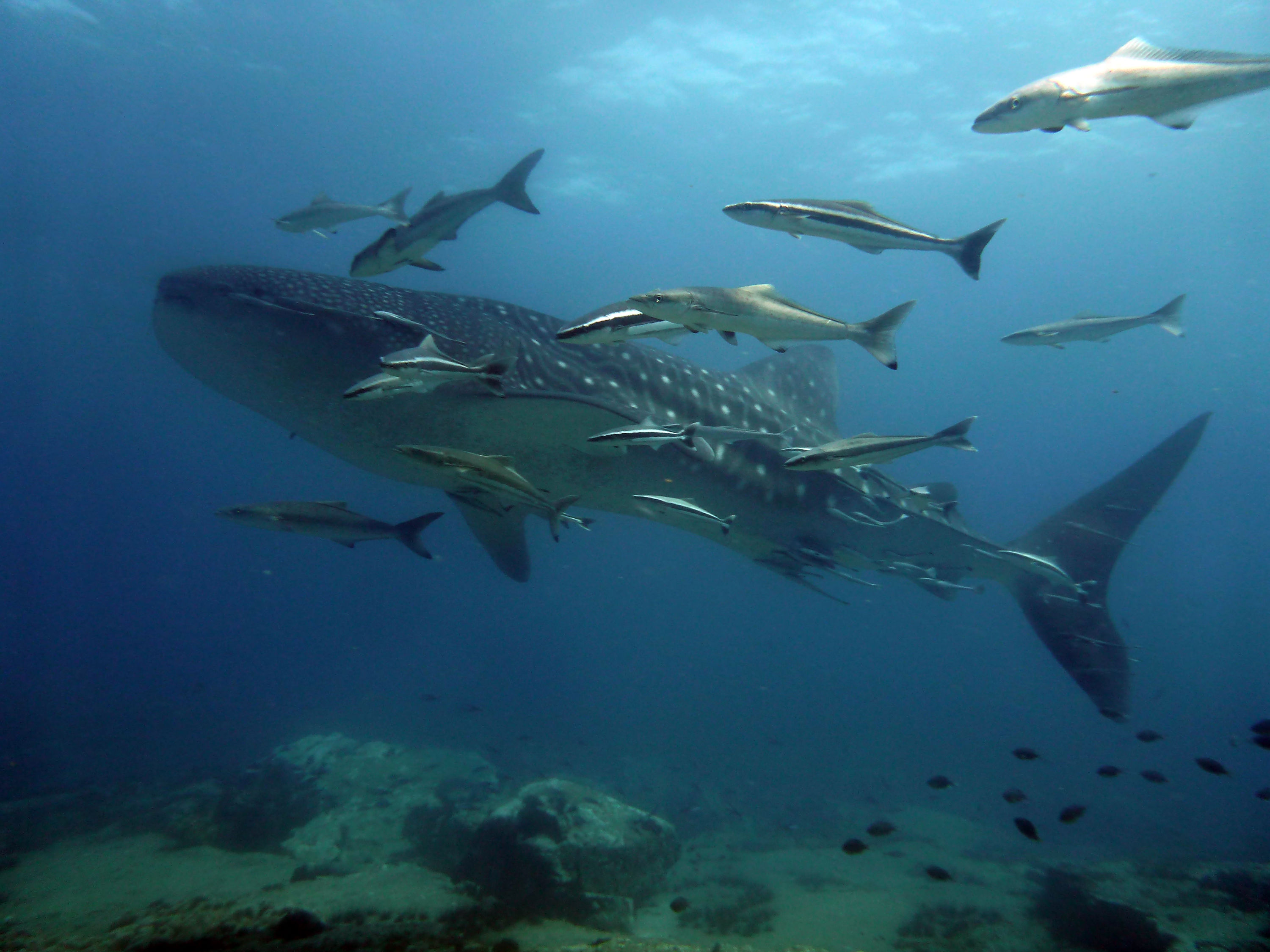 Whale Shark