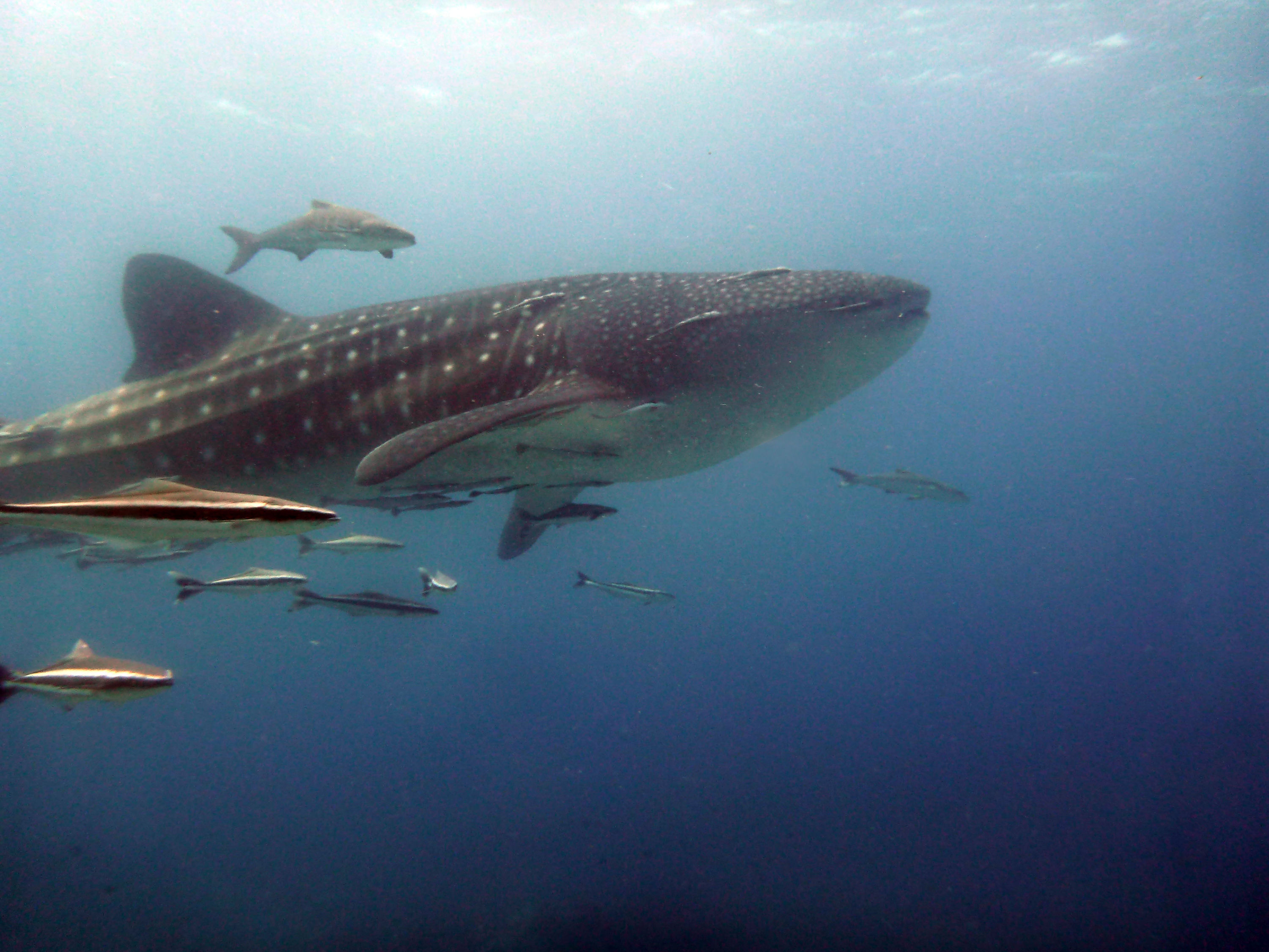 Whale Shark