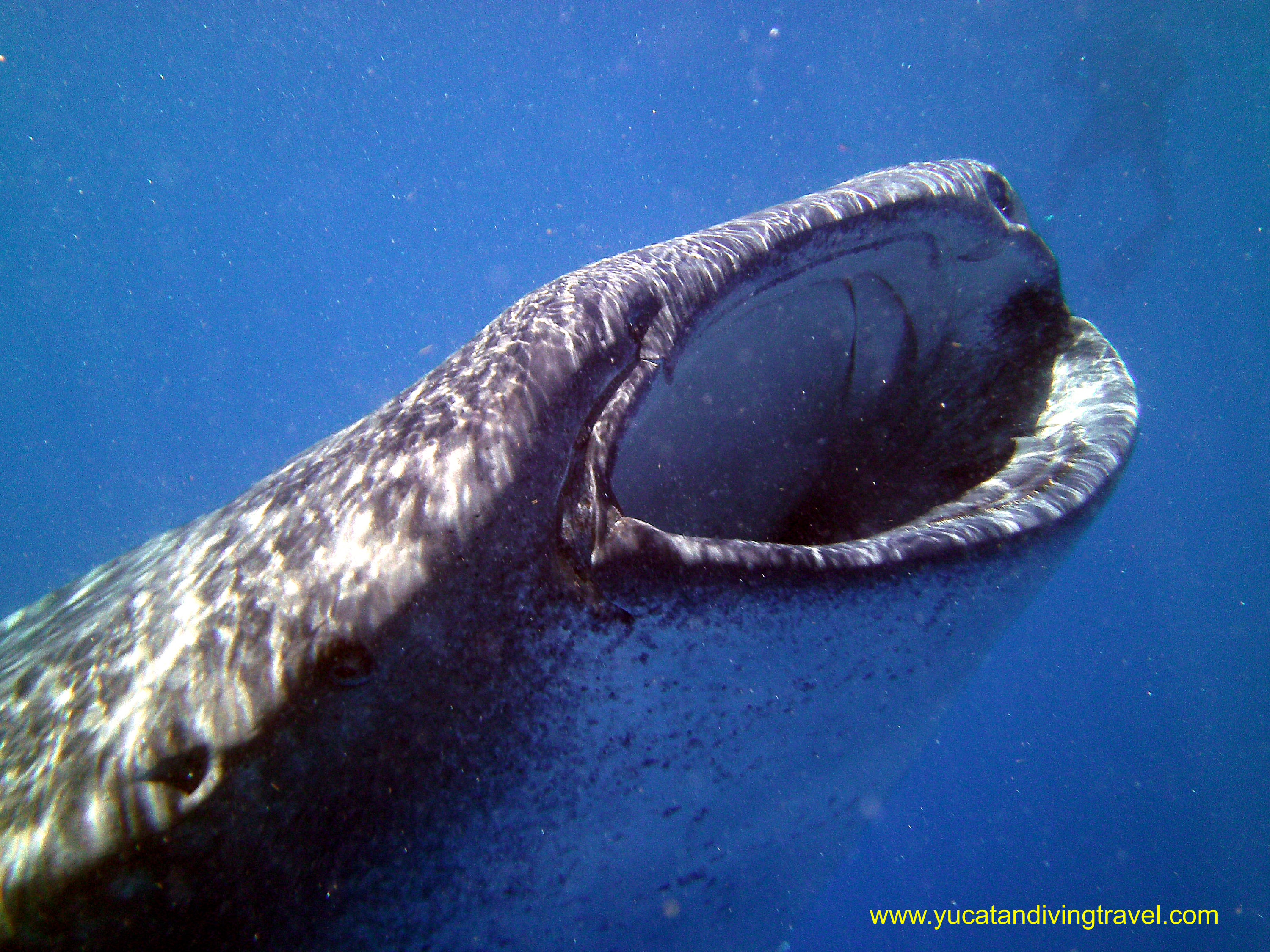 Whale Shark