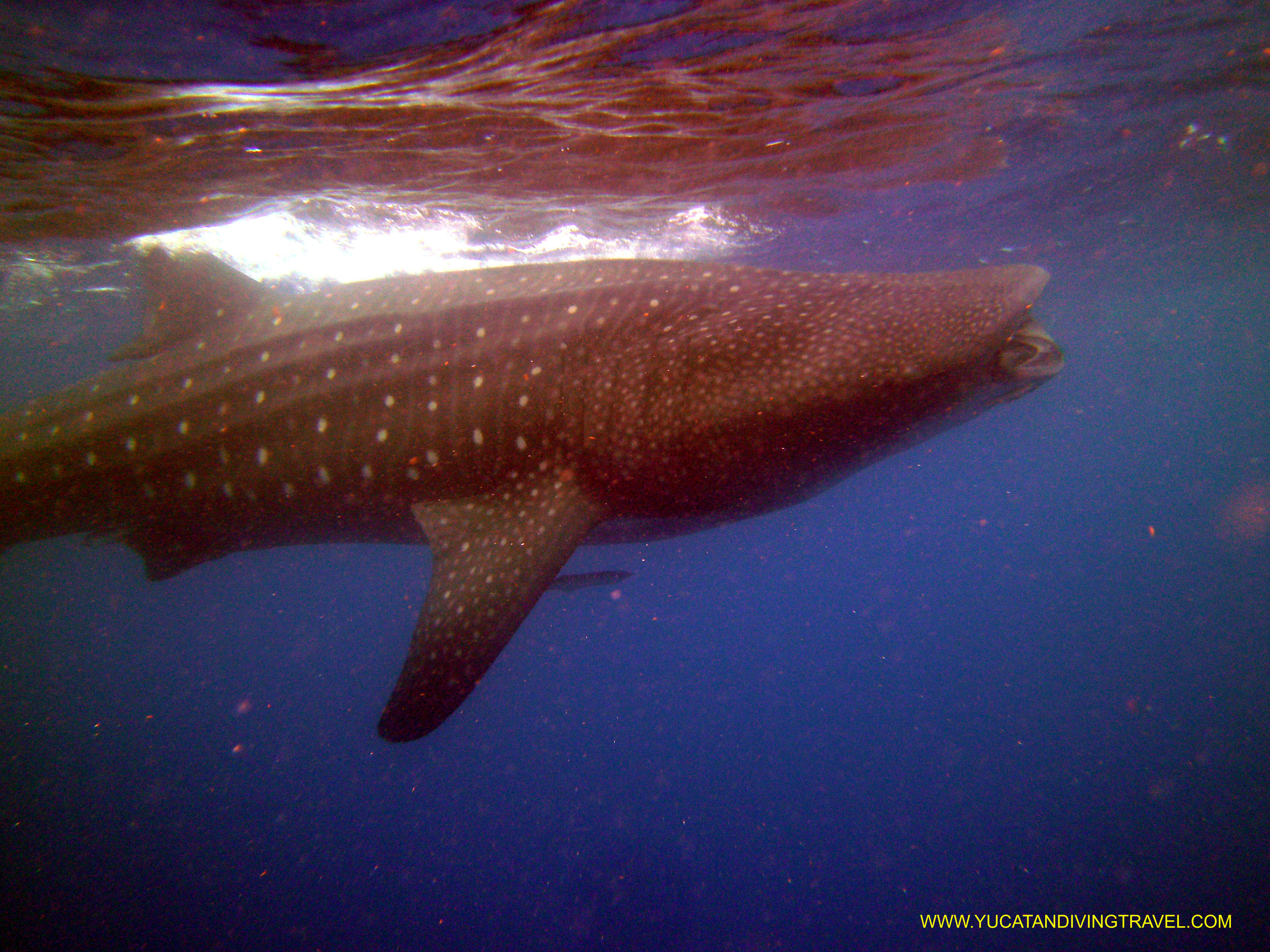 Whale Shark