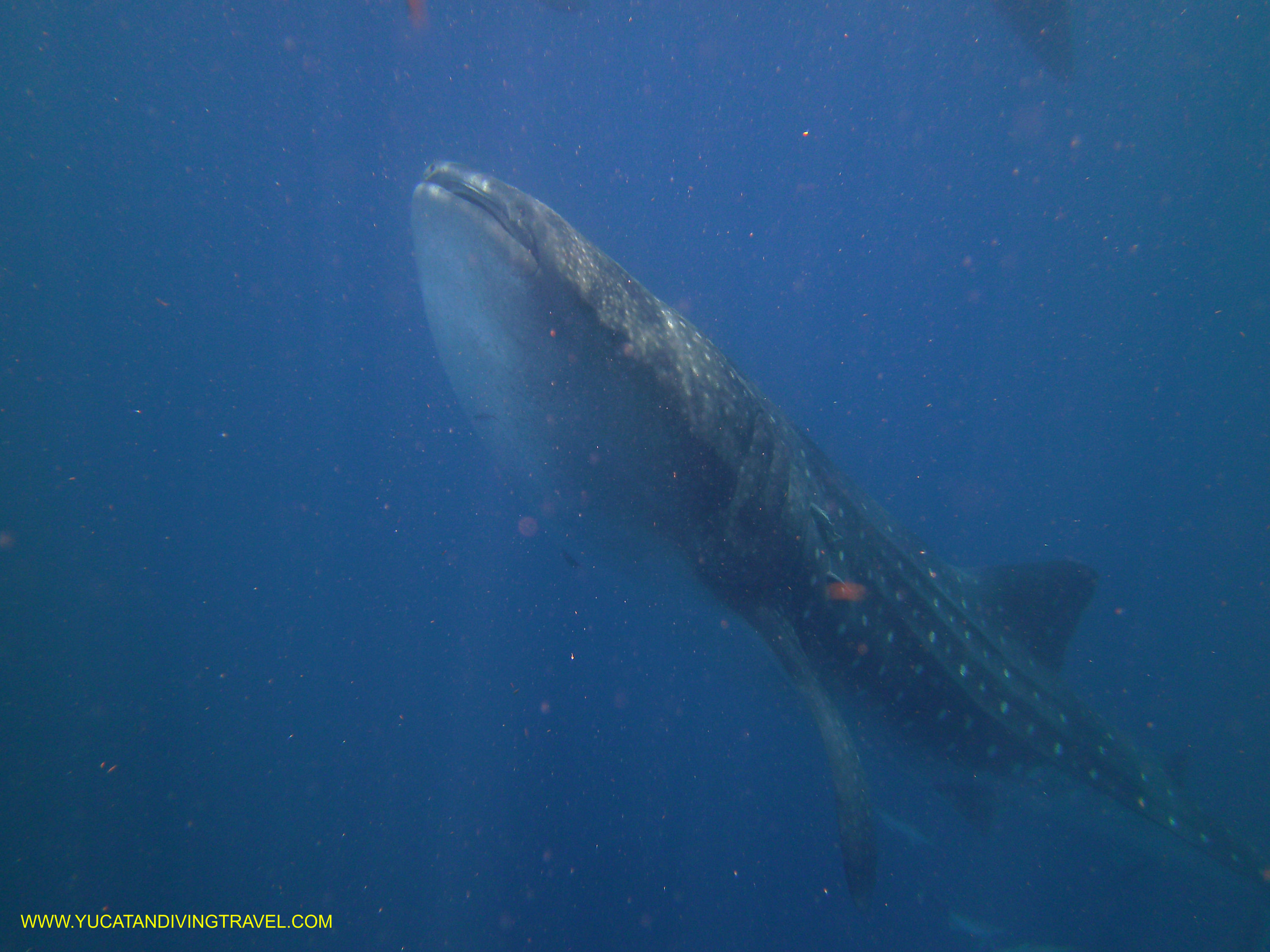 Whale Shark