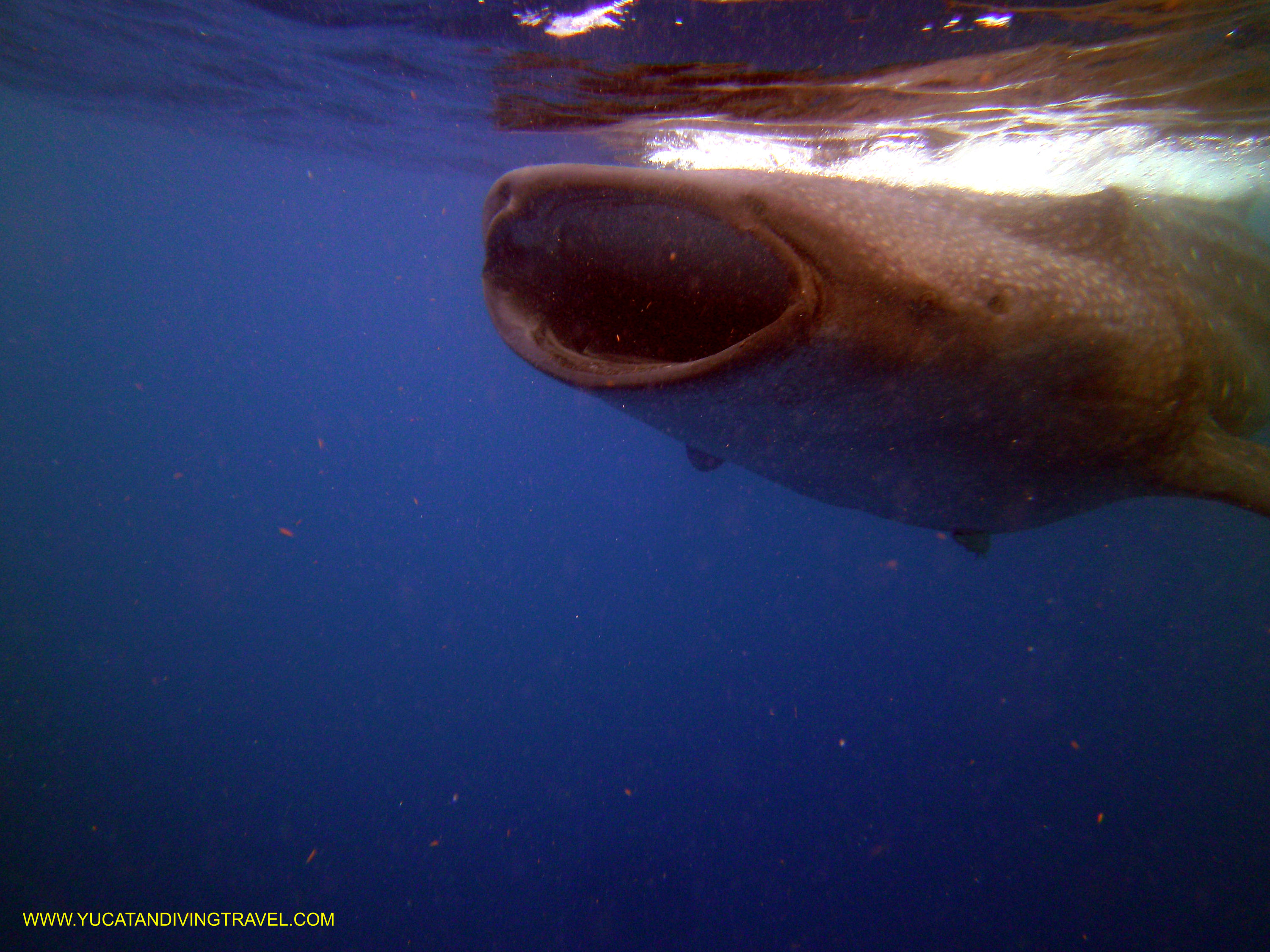 Whale Shark