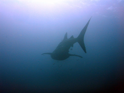 Whale Shark
