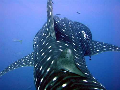 Whale Shark