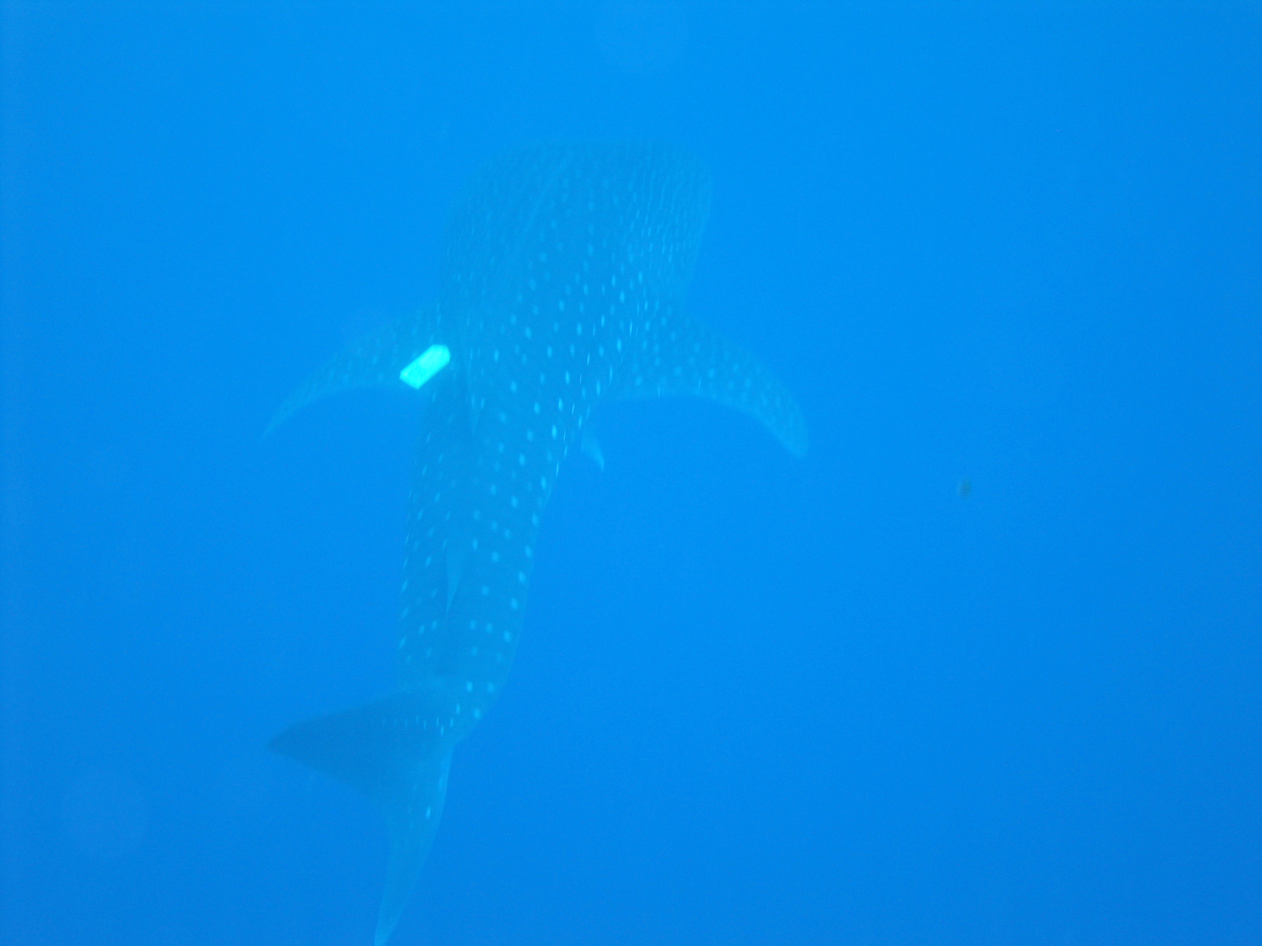 Whale Shark