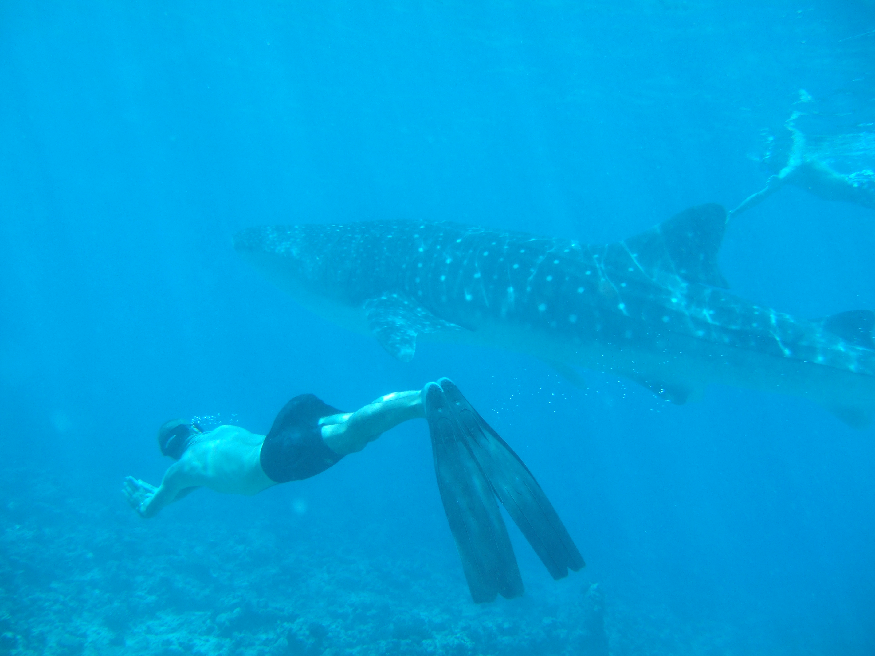 Whale Shark