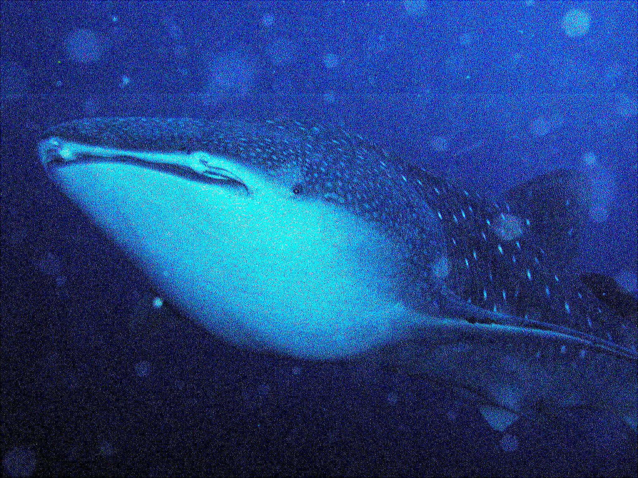 Whale Shark