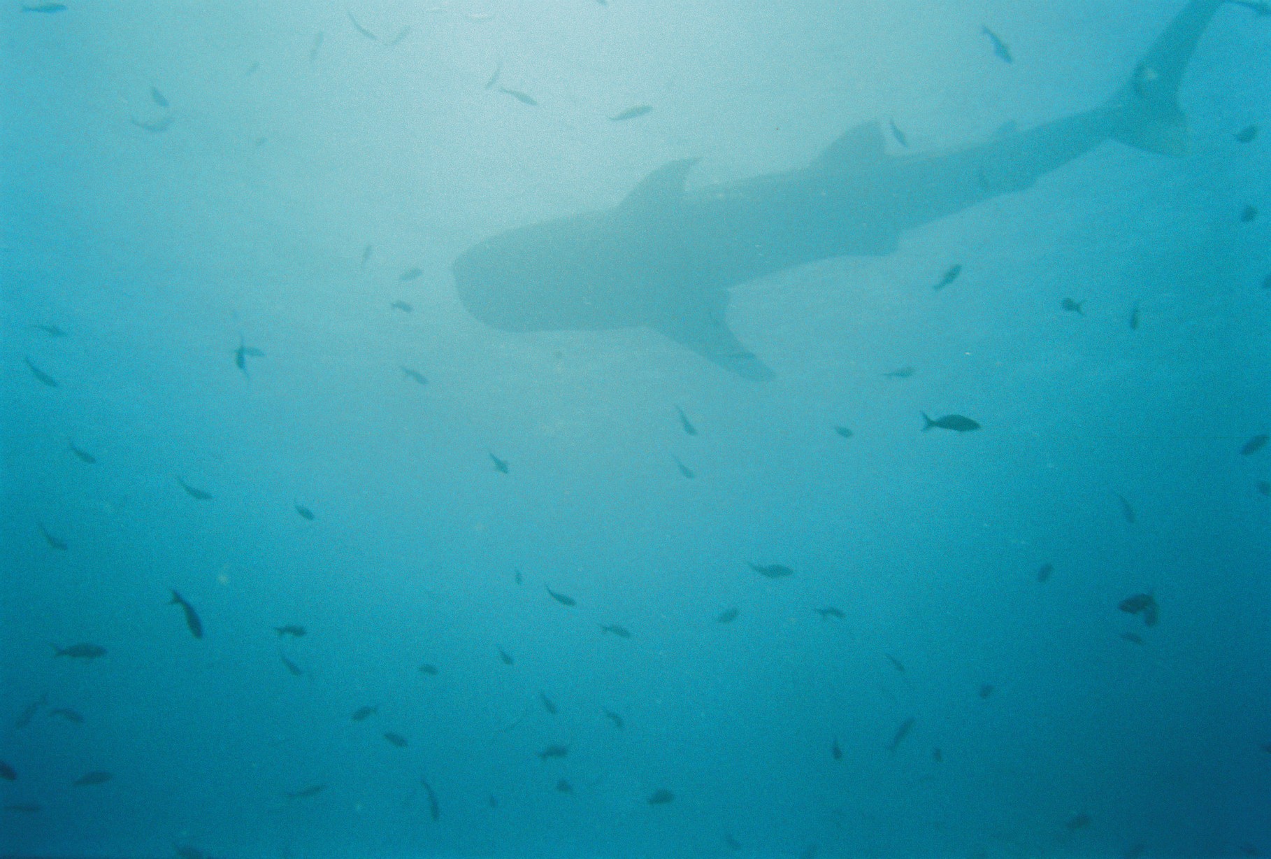 Whale Shark