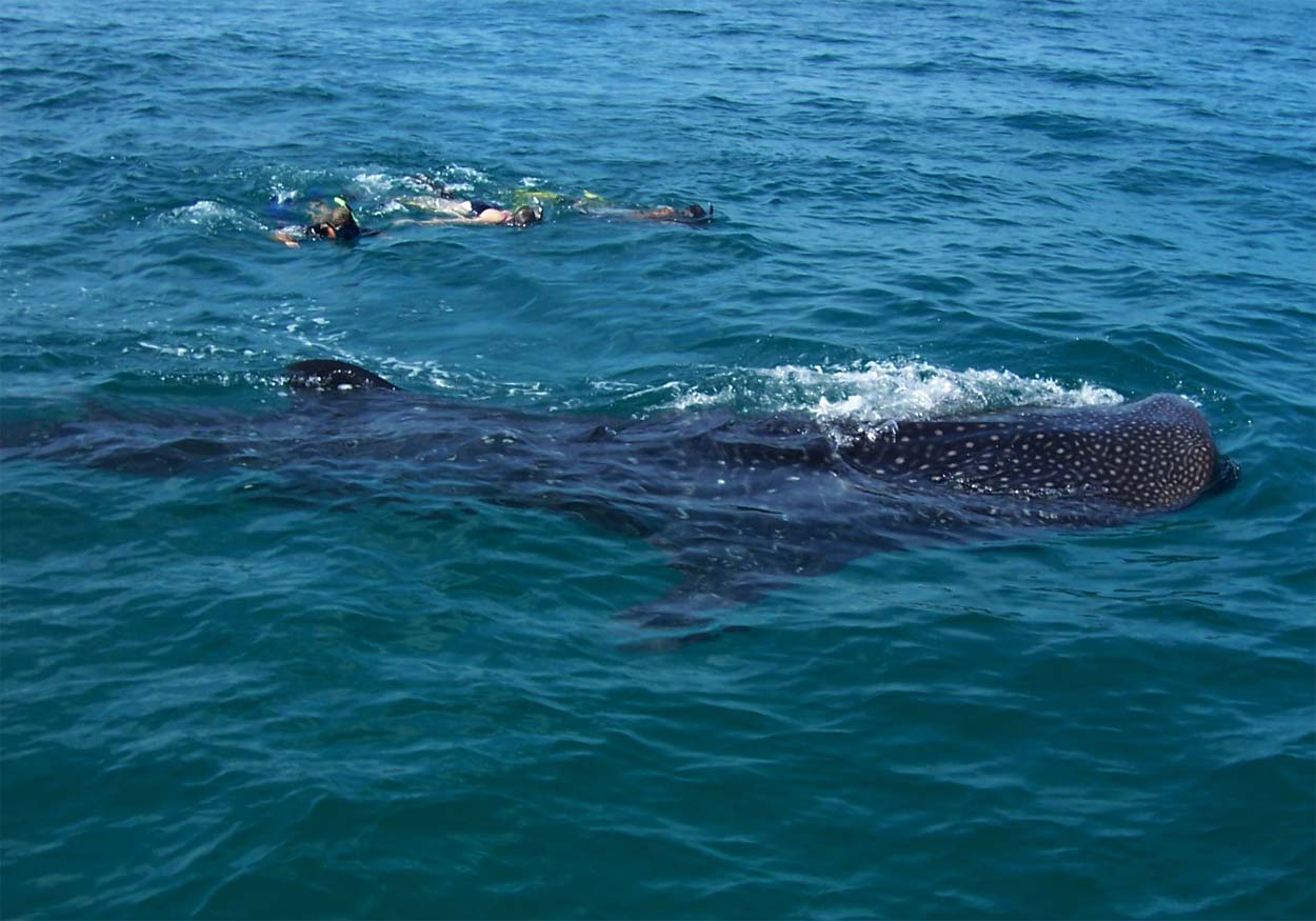 Whale Shark